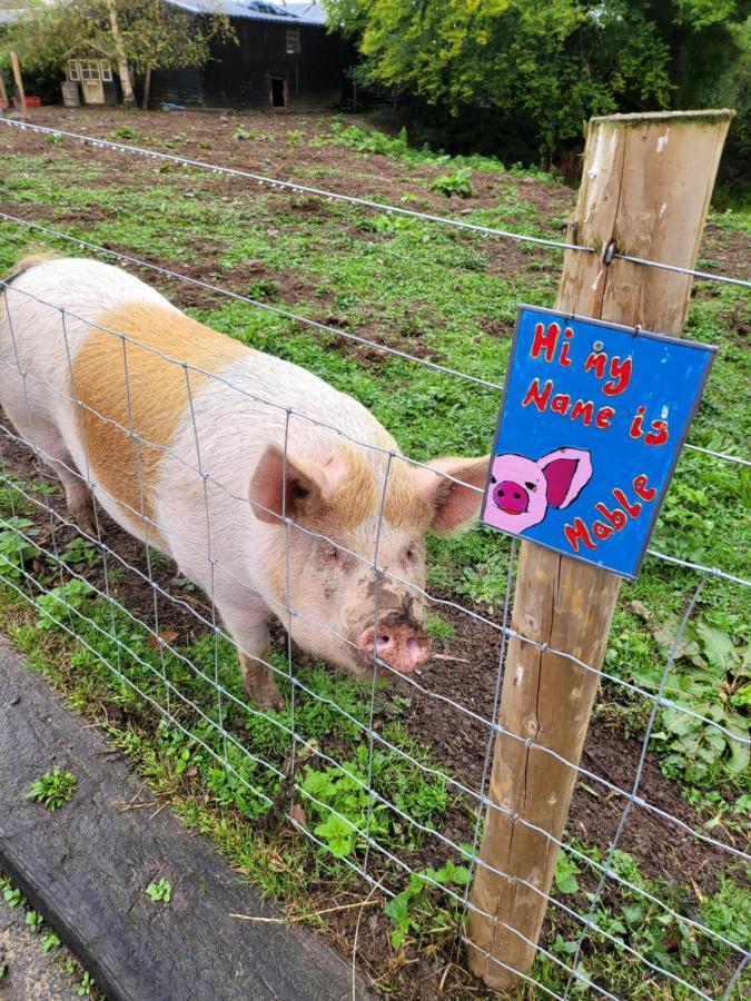 Farmhouse B&B Family Stay Or Romantic Break, On Our Smallholding Close To Narberth Eksteriør bilde